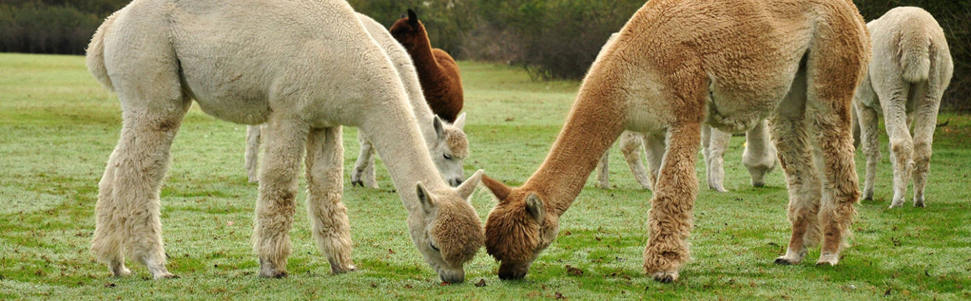 alpacas header