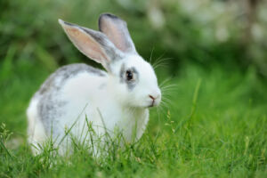 Feeding alfalfa to rabbits