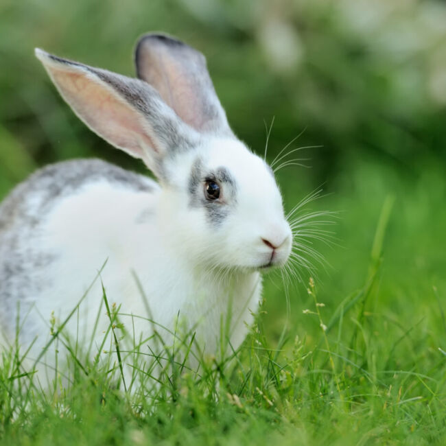 Feeding alfalfa to rabbits