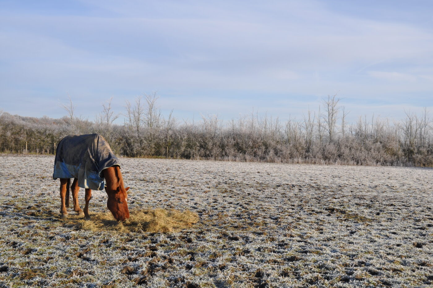 horse grazing in field