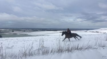 horse in snowy field