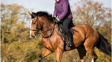 horse galloping in field
