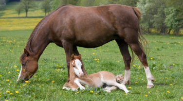 Brown Horse and Baby