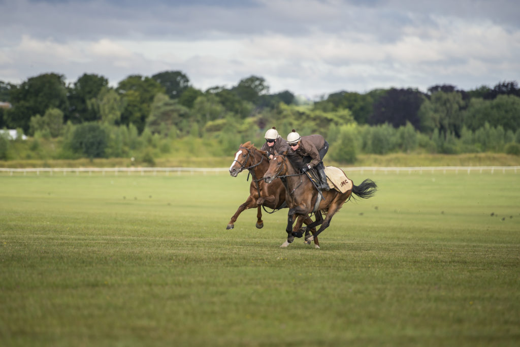 Horses being ridden in open field