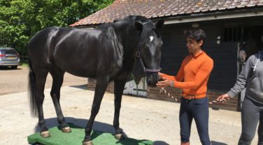Dengie Nutritionists review dressage horses diets