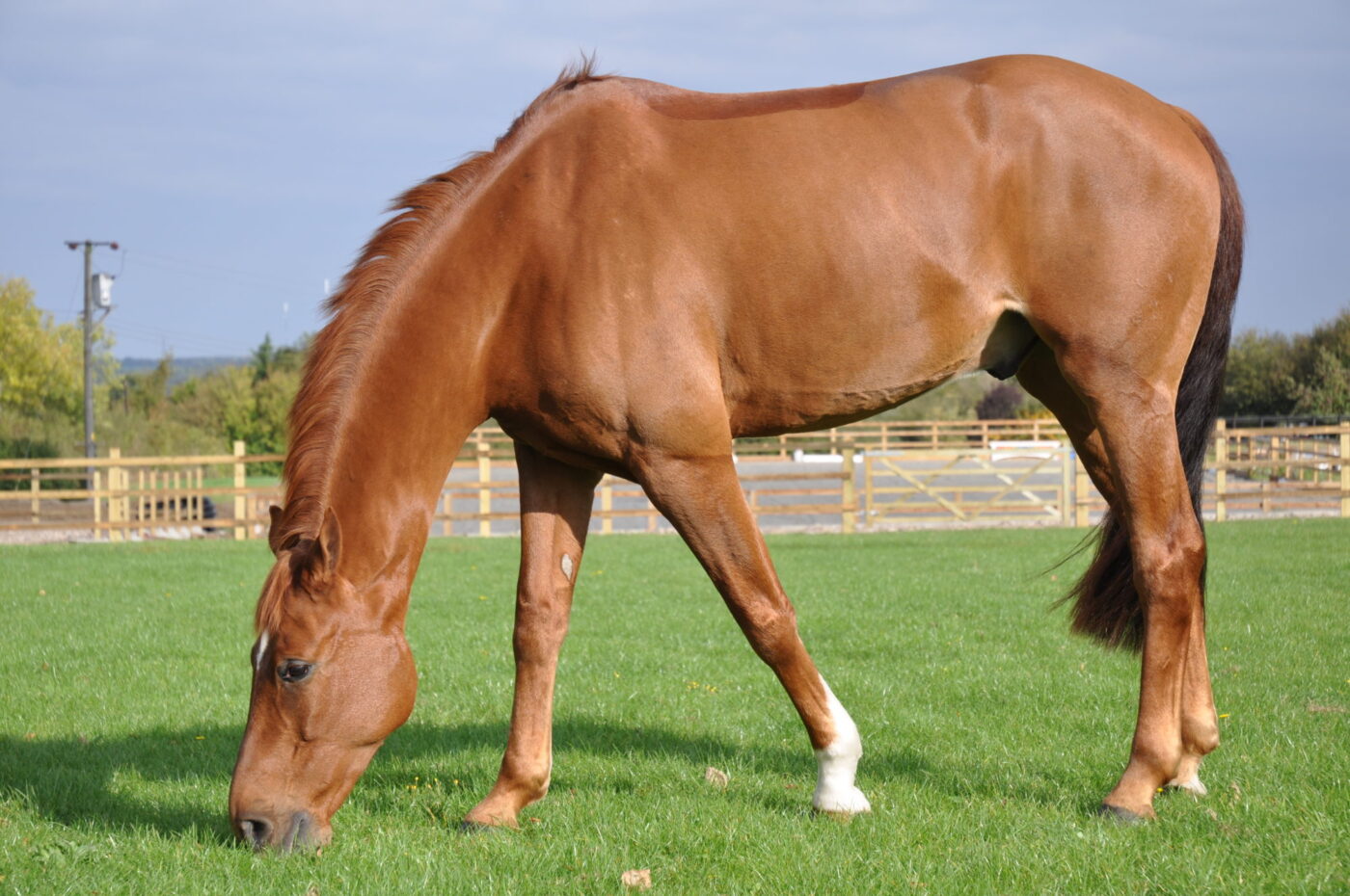 Horse Eating Grass