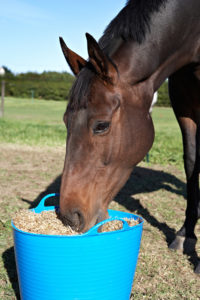 Horse eating feed