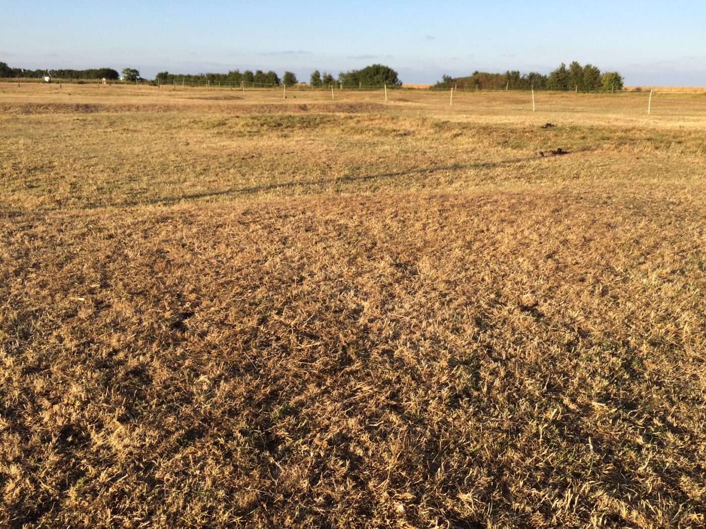 Open Field with Grass