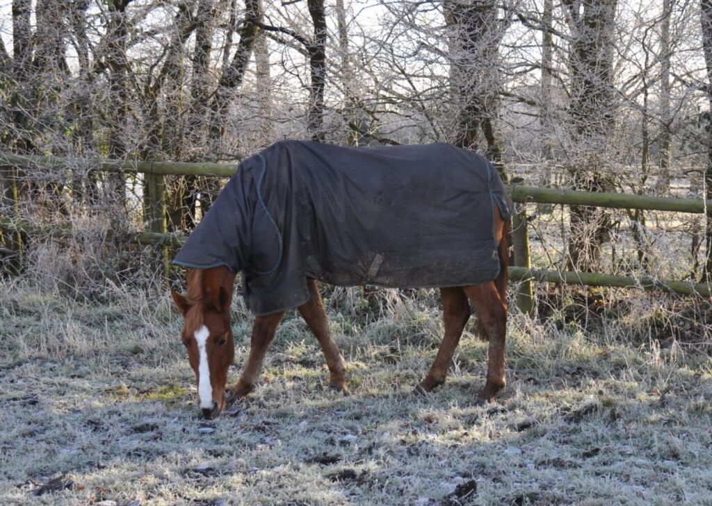 Winter Jacket
