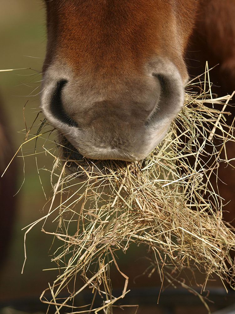Horse mouth eating