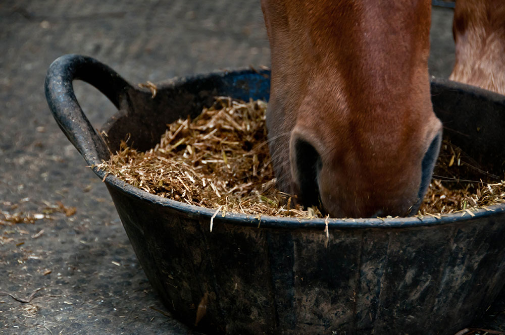 Horse eating from bucket