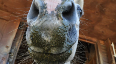Close Up Of Horse's Face