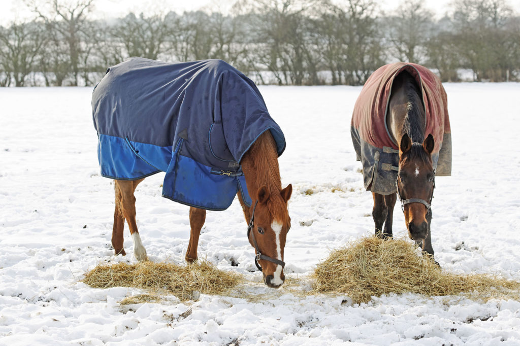 Horses Eating In Snow