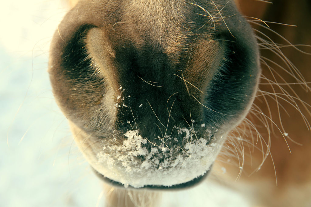 Horse in the Snow