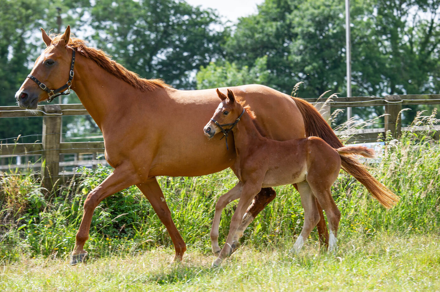 Young foal with mother