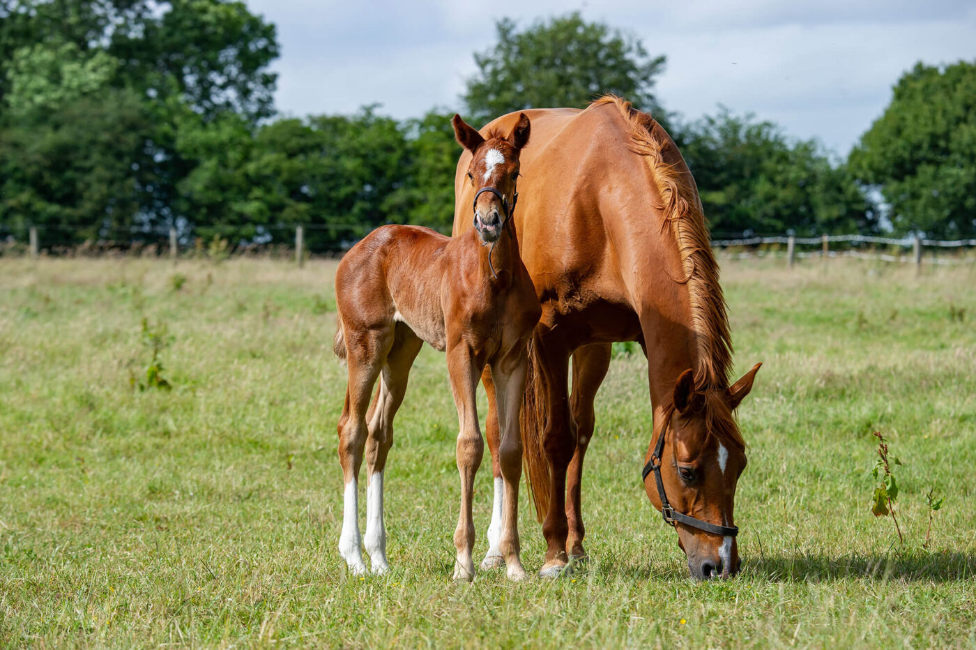 young horse grazing with mother