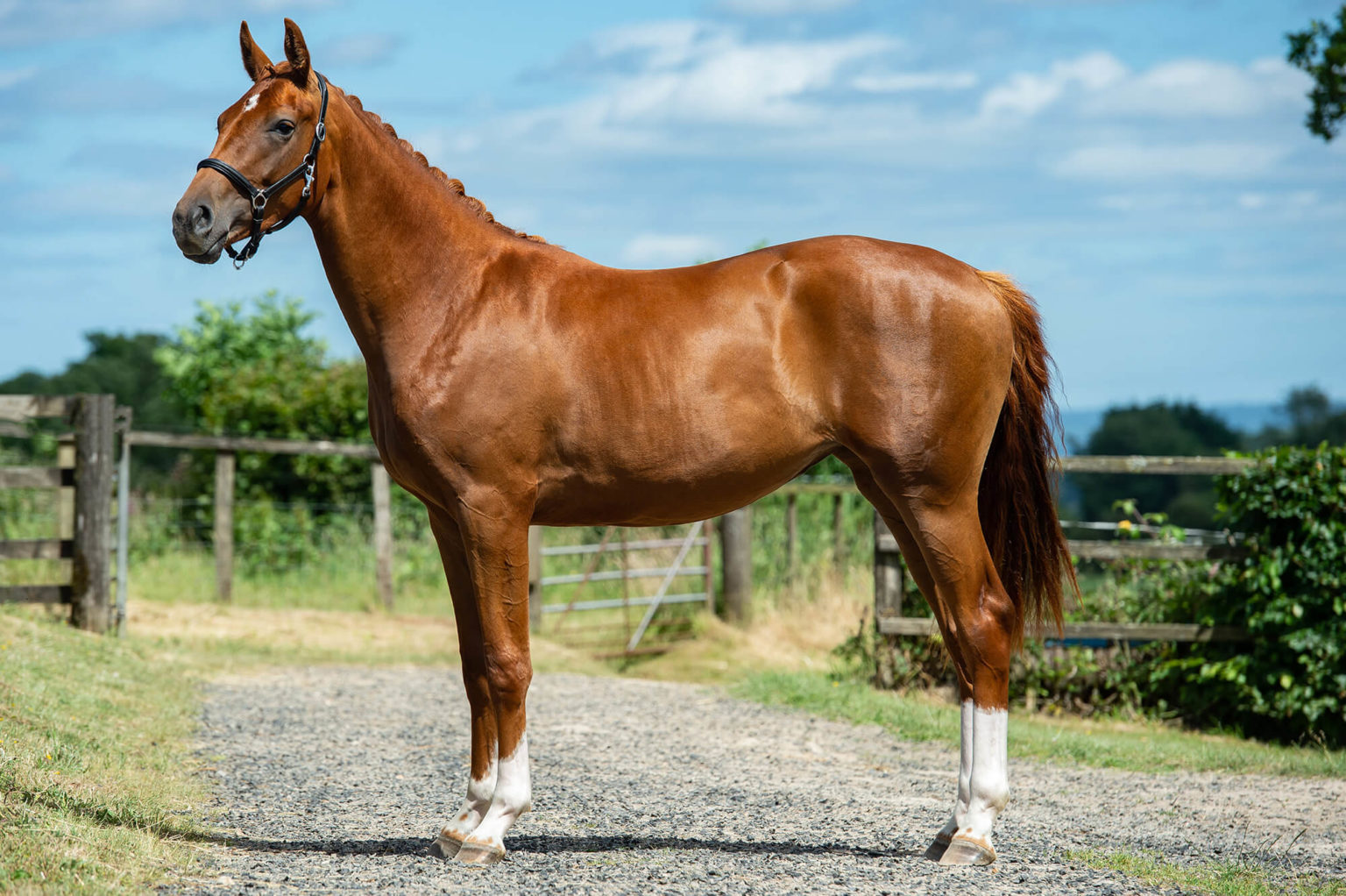 Case Study Feeding a fibre diet to youngstock Dengie Horse Feeds