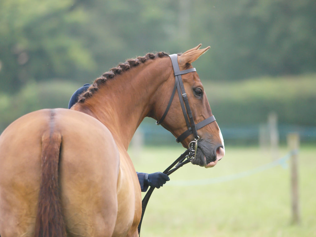 Chesnut Horse Portrait
