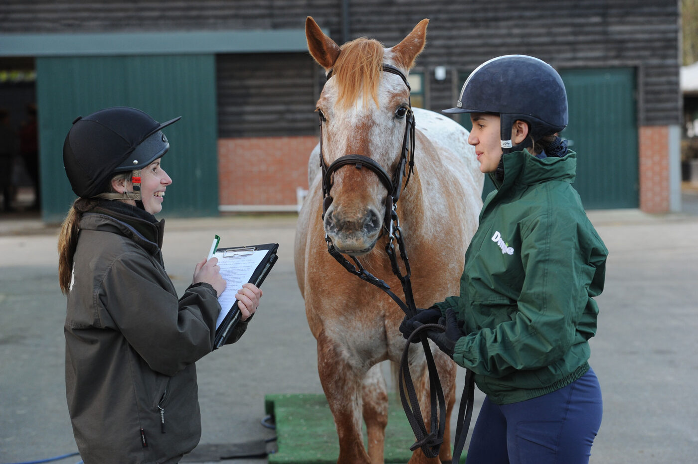 Equine nutritional consultation