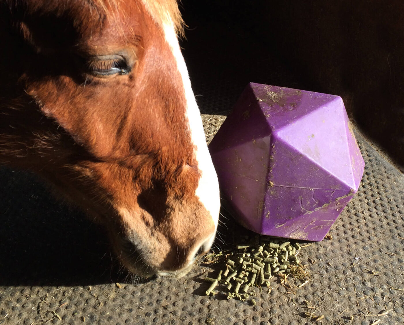 Low Sugar Low Starch Feed For Your Horses Treat Ball Dengie