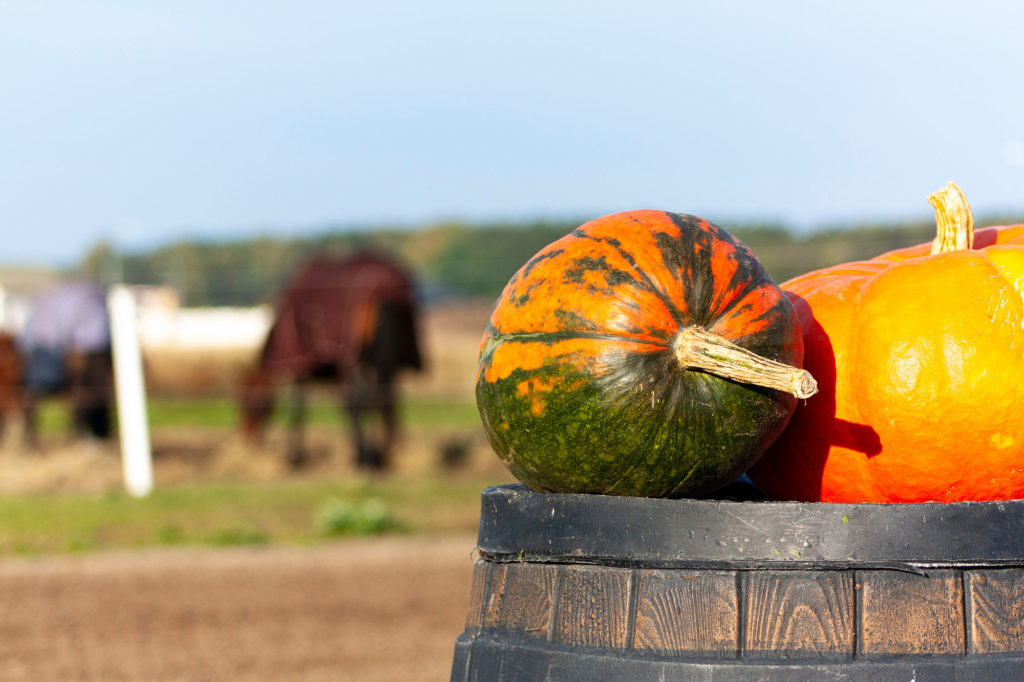 pumpkin in field of horses