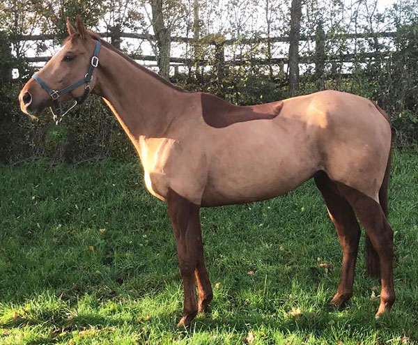 Pre-trainer racehorse fed Dengie Horse Feeds