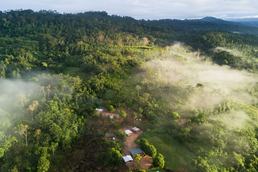 aerial view of rainforest