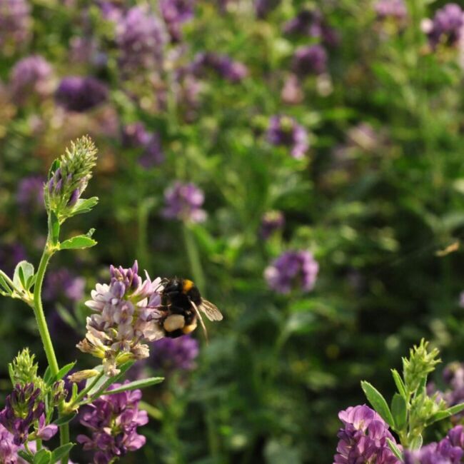 bee pollinating flower
