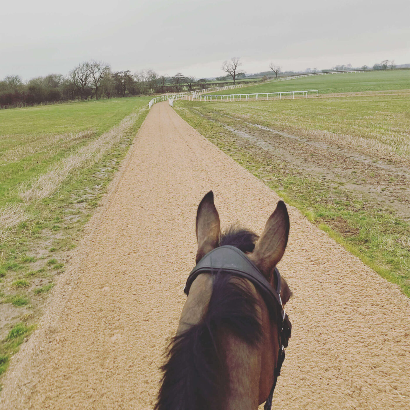 Horse in feild