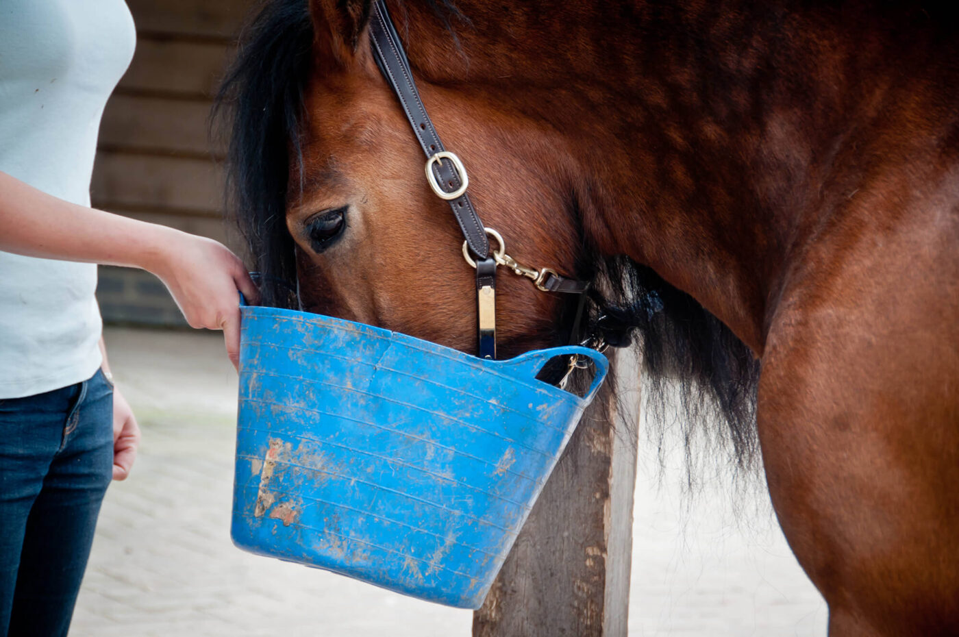 horse eating out of bucket