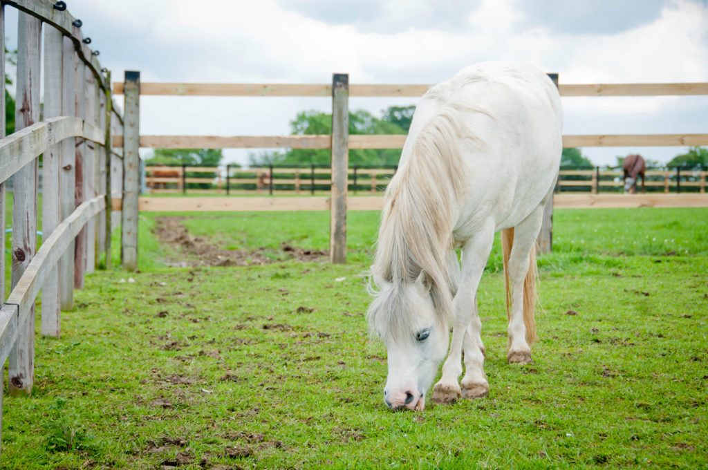 pony grazing in field