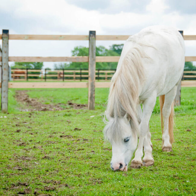 pony grazing in field
