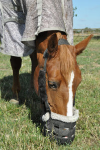 horse wearing grazing muzzle