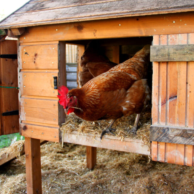 chicken in coop