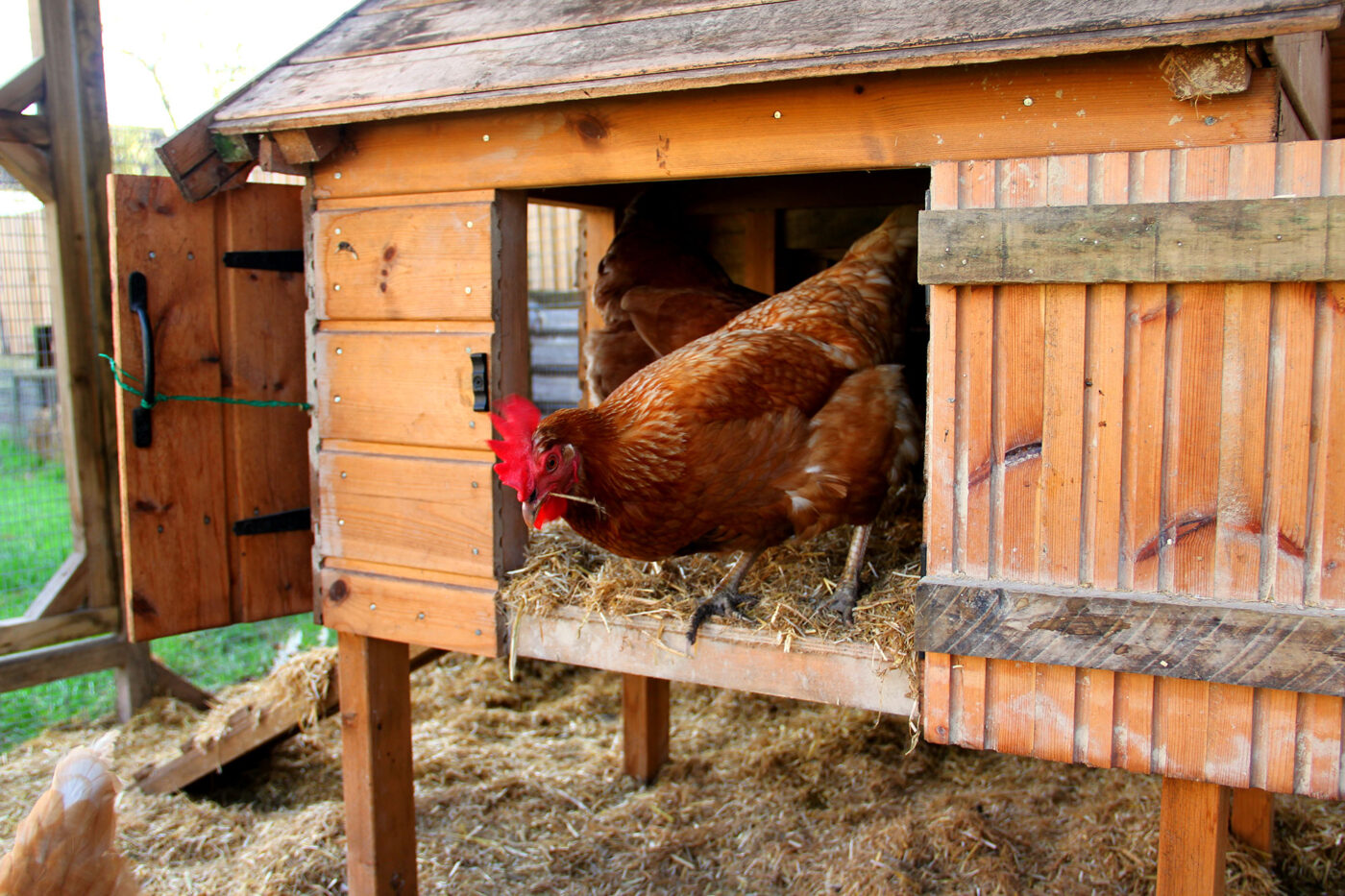 chicken in coop