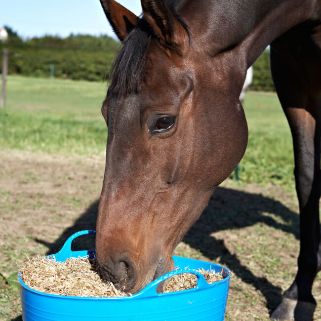 Hi-Fi Lite hay replacer horse feed