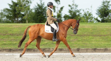 horse and rider in dressage arena