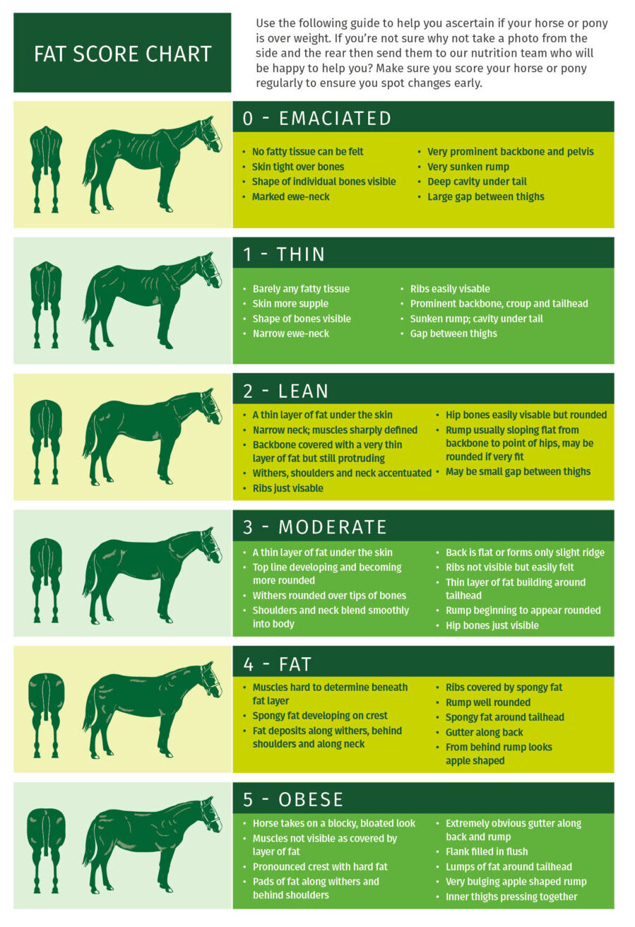 Horse Condition Score Chart
