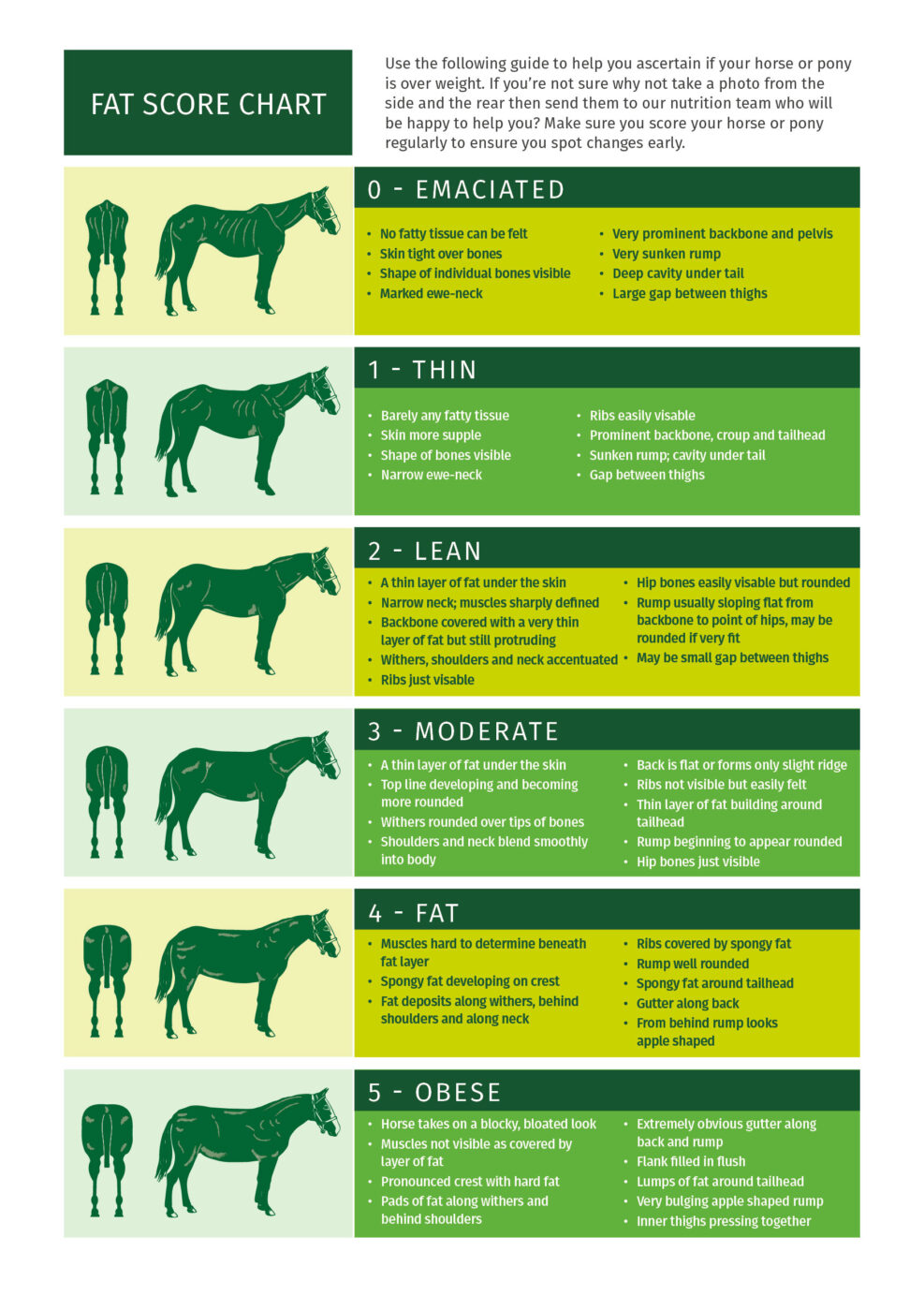 Horse Body Condition Score Chart