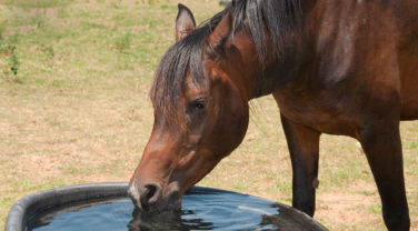 horse drinking water in field