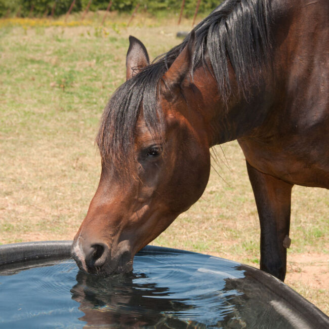 horse drinking water in field