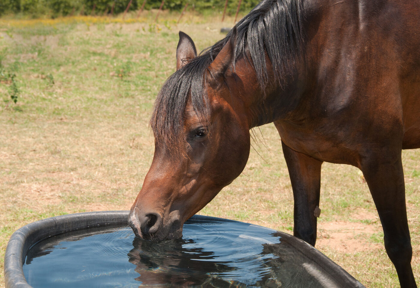 horse drinking water in field