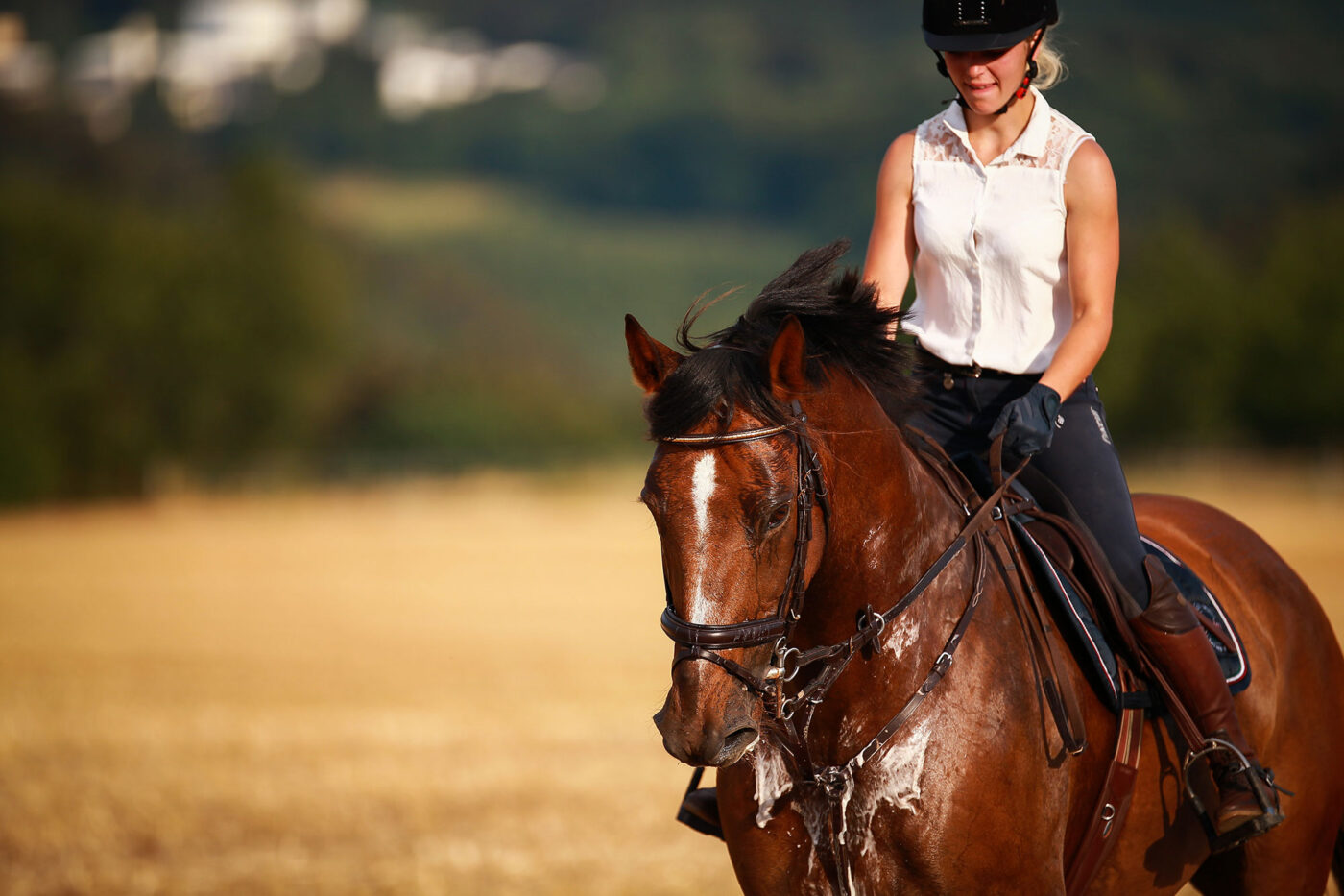 horse being exercised on hot day