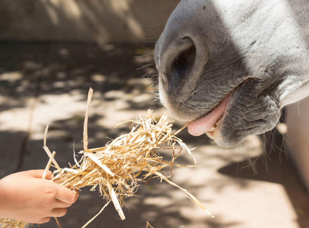 horse being hand fed straw