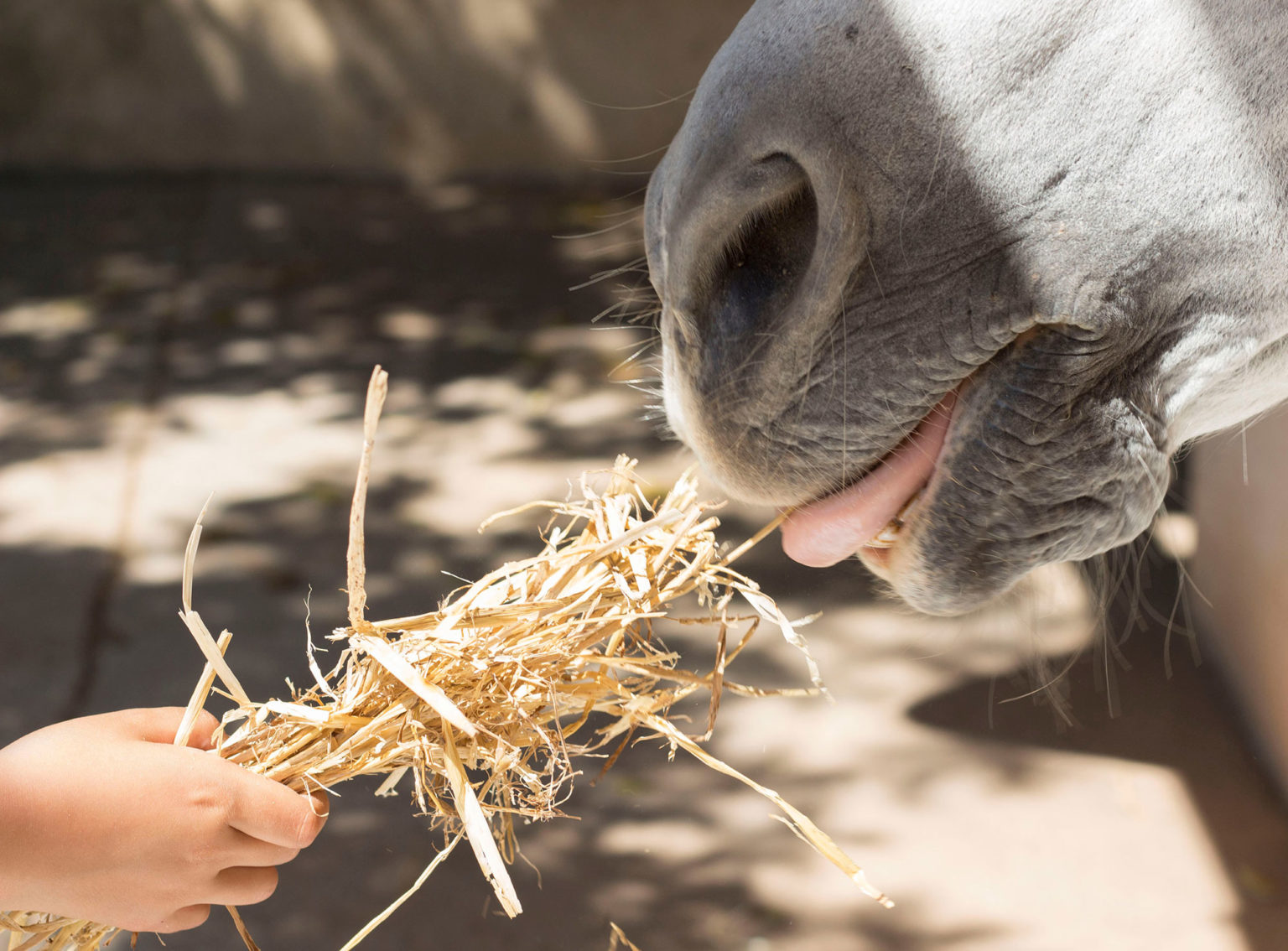 What Types Of Straw Can Be Fed to Horses Dengie