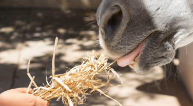 horse being hand fed straw
