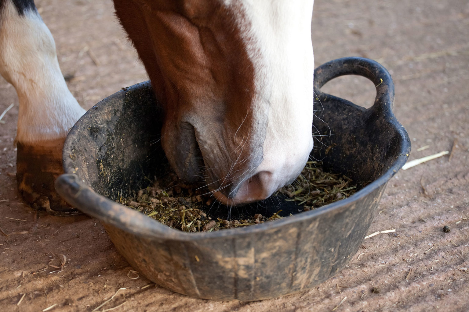 Feeding the Ulcer Prone Good Doer Horse, Horse Feed For Good Doers