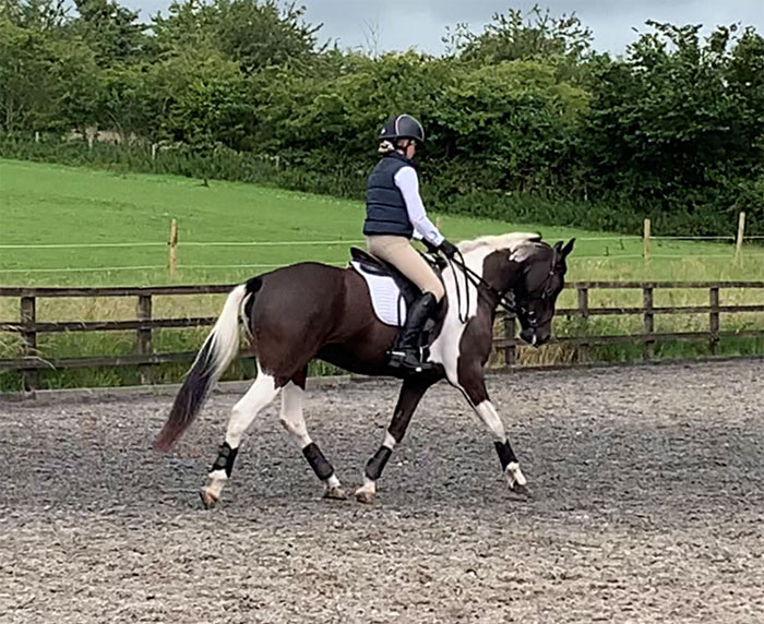 Horse and rider schooling