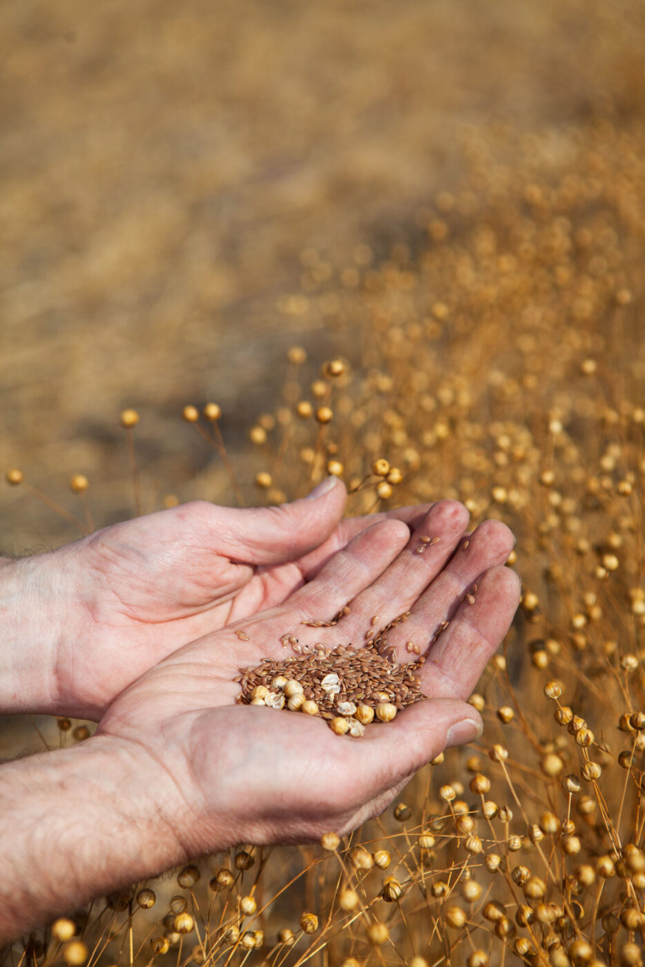 Farmer holding flax seed