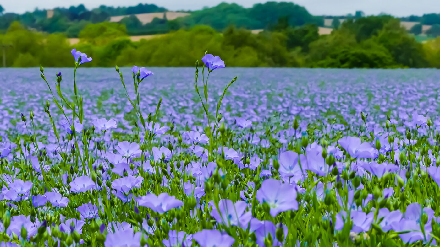 Linseed field